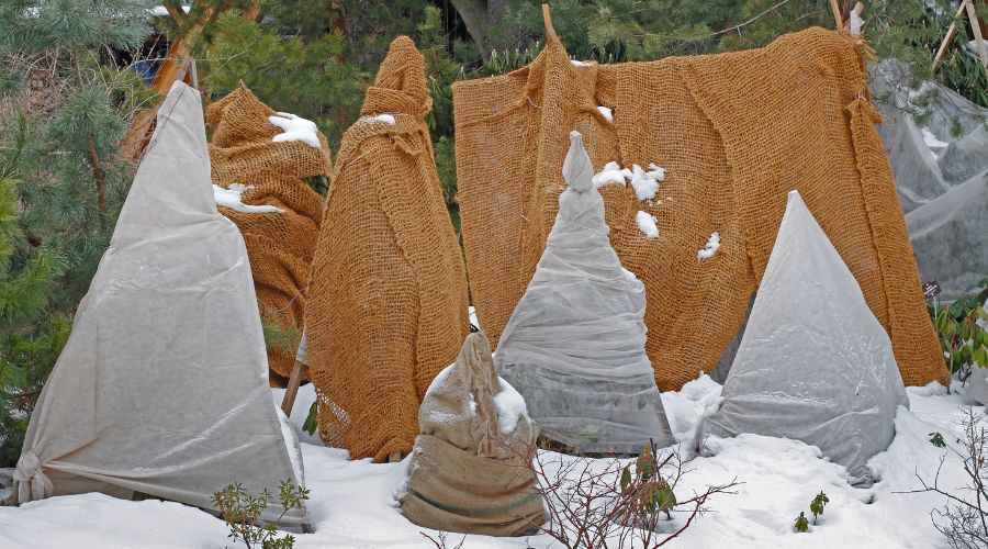 Plants and shrubs wrapped in burlap to protect them from Michigan winter weather.