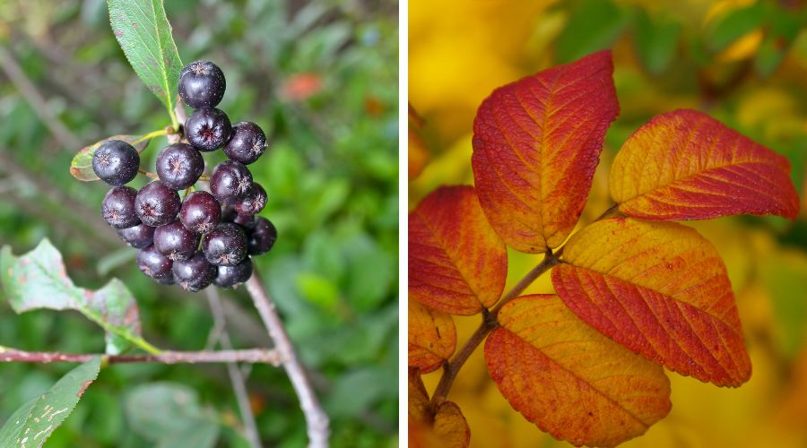 Two photos: the one on the left shows dark purple berries of the aronia plant, the photo on the right shows orange fall foliage of the aronia plant.