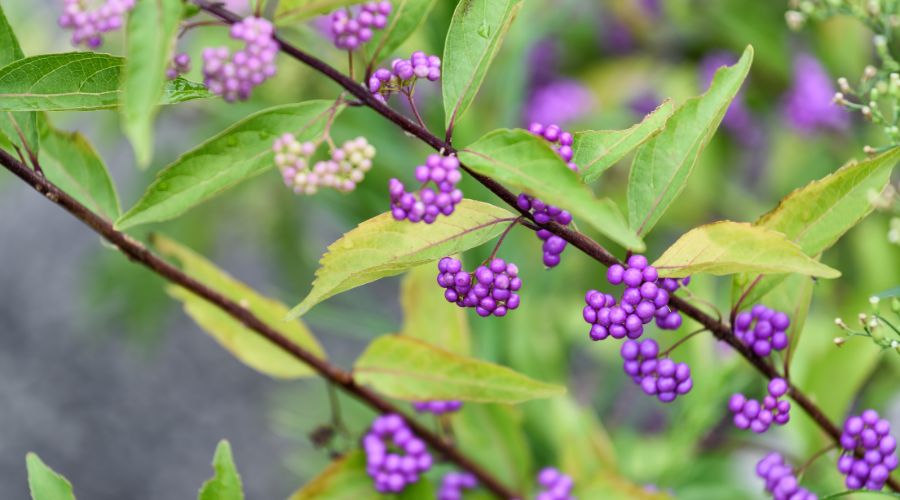 Small purple flowers and bright green foliage of the early amethyst beautyberry shrub.