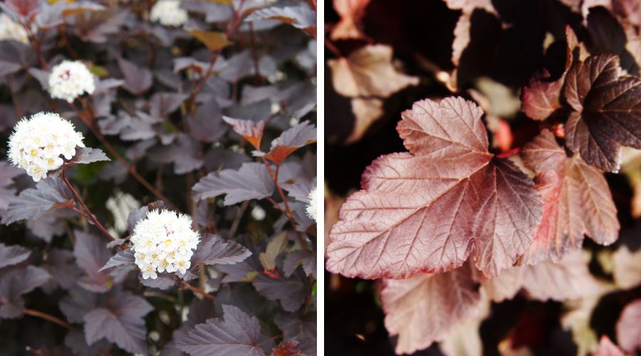 Two photos: The photo on the left shows the burgundy leaves and white flowers of the summer wine ninebark, while the photo on the right shows the fall red leaves of the summer wine ninebark.