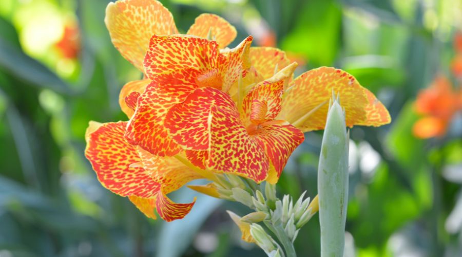 A canna lilly with speckled orange petals thrives as a statement plant in Michigan gardens.