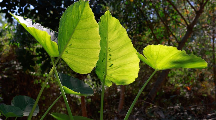 Colocasia or elephant ears can bring a tropical feel to your mid-Michigan yard.