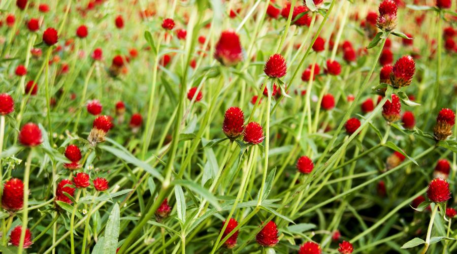 Multiple red gomphrena growing in the ground.