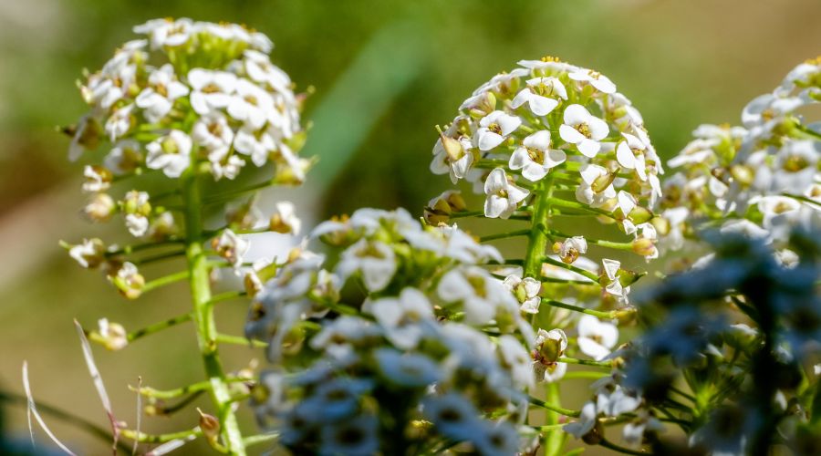 Close-up of white lobularia blooms in an outdoor garden.