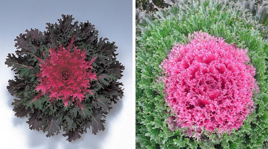 Queen Red and Glamor Red Kale Coral.