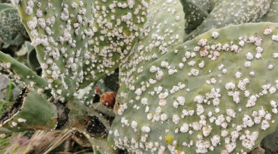 Cochineal beetles on prickly pear cactus appear as white blobs, but are used to make red dye.