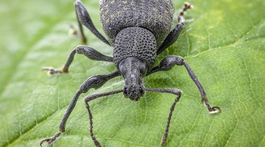 A large black vine weevil with long black antennae sits on a veiny green leaf. 