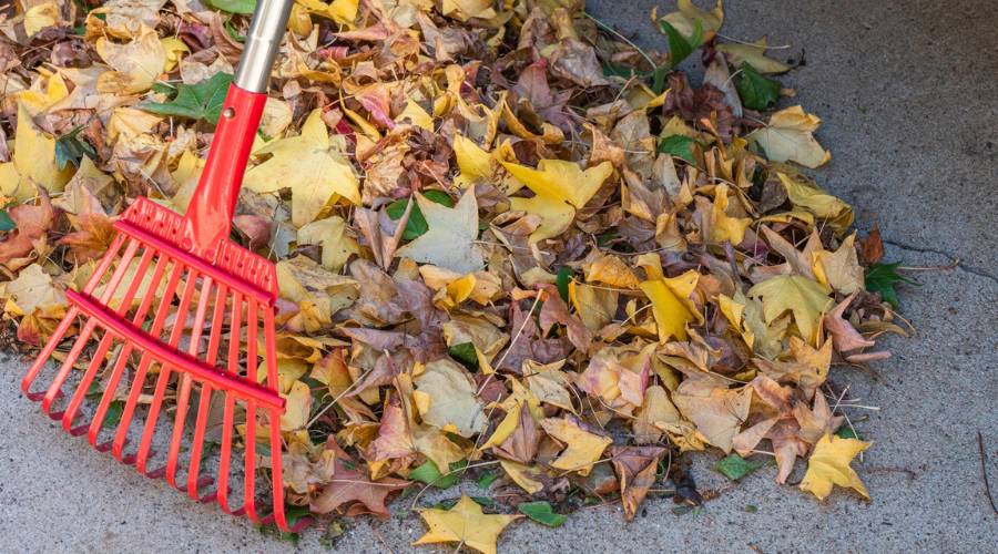A pile of orange, red, and brown fall leaves with a red plastic rake sits in a pile.
