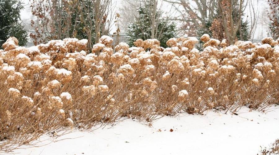 Taking care of these snow-covered shrubs is a good winter landscaping tip.