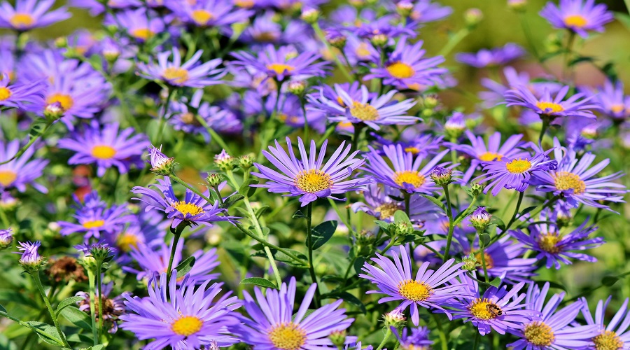 Vibrant purple asters grow with many, many small, layered petals.