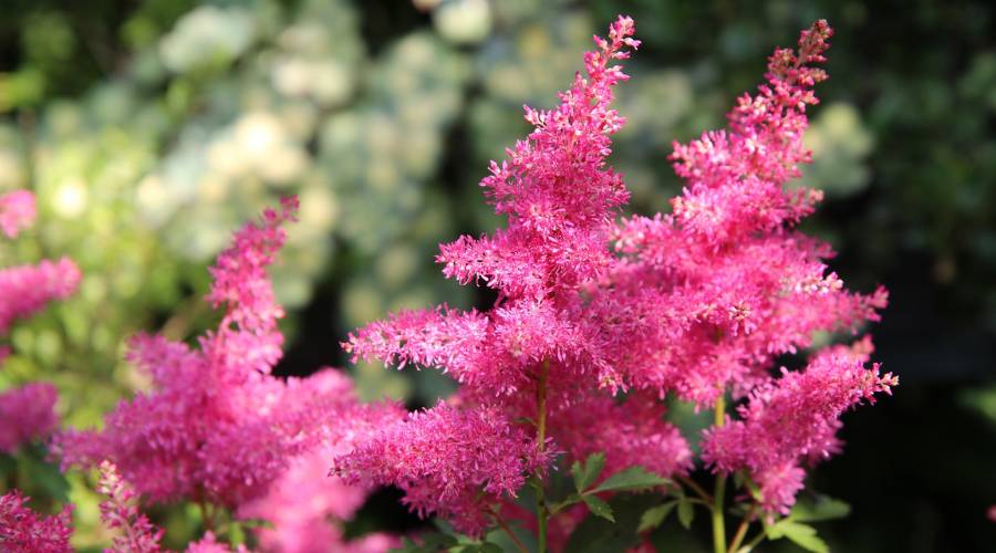 Delicate, astilbe grow from the end of their stems looking like little pink pine trees.