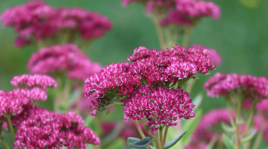 Clusters of magenta sedum flowers grow from green stems in a grassy field.