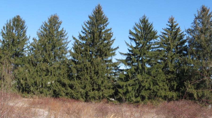 A row of Norway spruces in the winter.