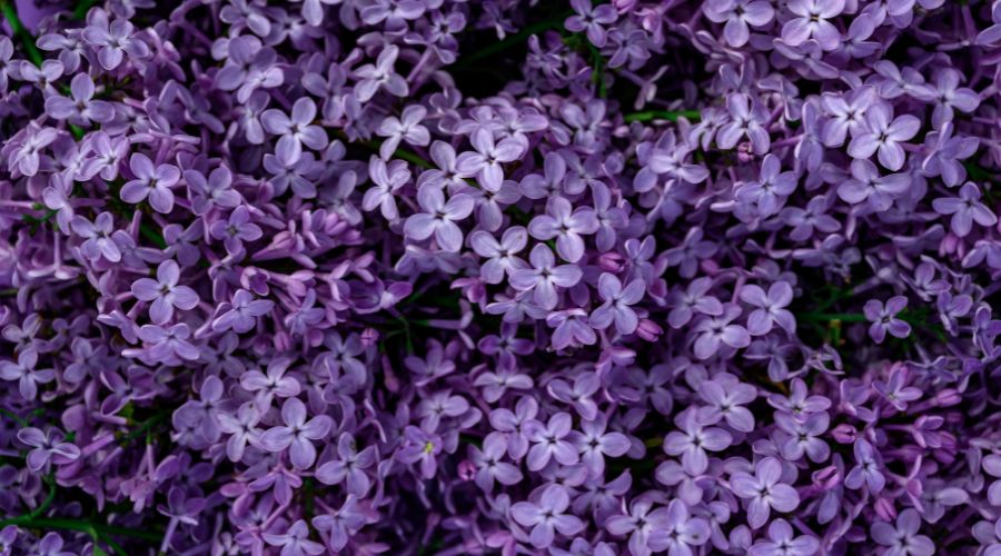 closeup photo of lilacs