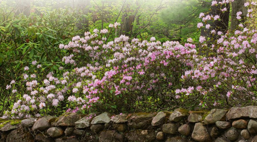 a landscape of rhododendrons in bloom during spring time in Michigan, MI.