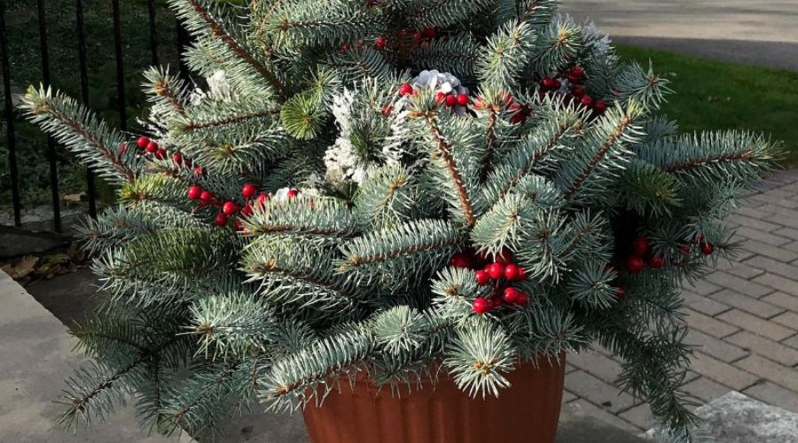 An Essexville, MI, business entrance decorates for winter with a container garden featuring blue spruce boughs and holly berries.