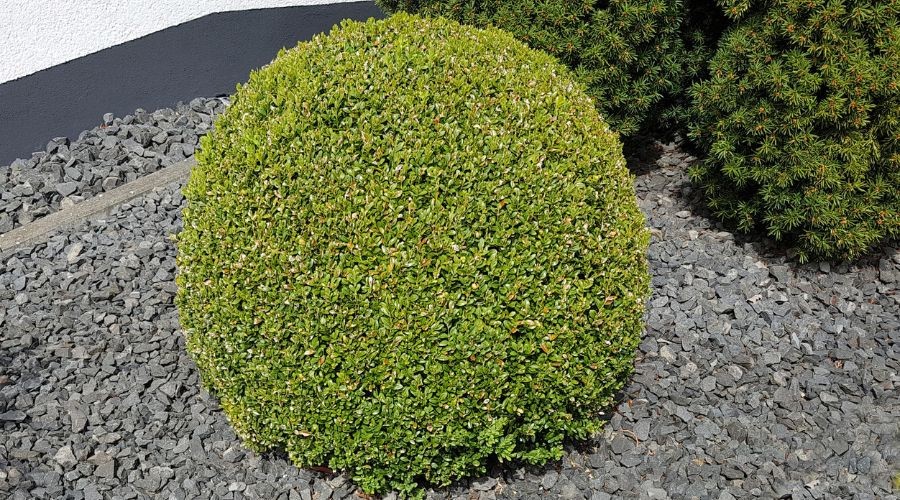 Neatly sheared boxwood shaped into a perfect sphere, a visually striking but potentially harmful pruning method that can harm the plant.