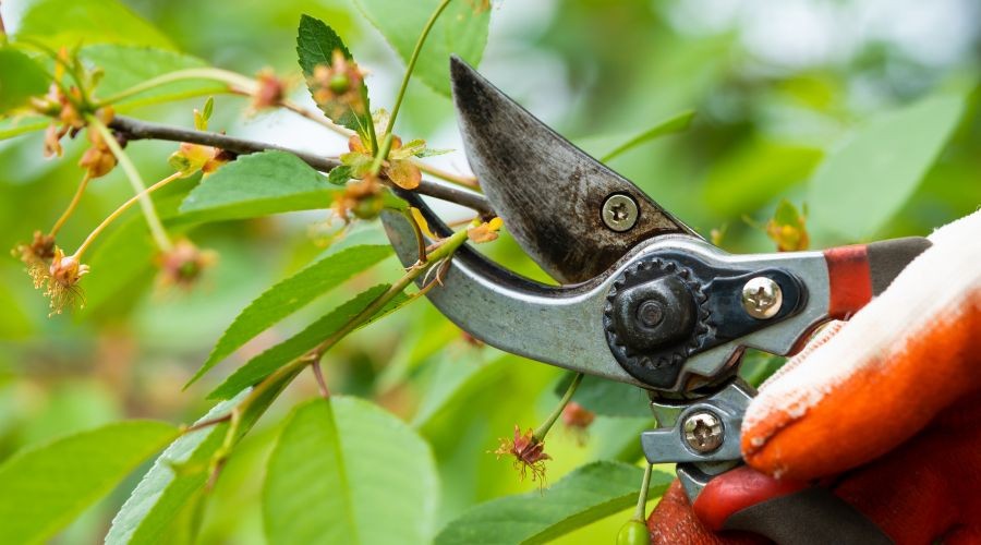 Bay Landscaping using hand pruners to trim a tree after its spring blooms, maintaining plant health and structure.