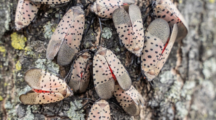 Multiple adult spotted lanternflies clustered on tree bark with their bright red hindwings visible beneath grey spotted forewings.