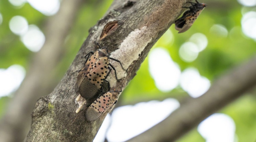 Spotted lanternflies on a tree branch next to a mud-like cluster, showing both the adult insects and their egg mass.
