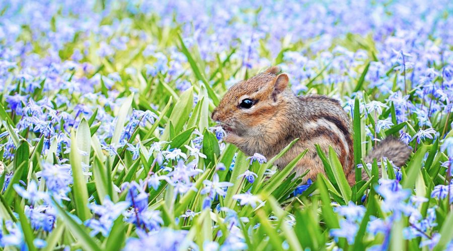 A small chipmunk sits in flowery natural landscaping while cautiously eating seeds.