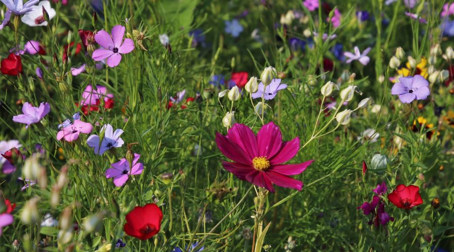 A dense assortment of red, purple, lavender, and orange wildflowers grow in a green meadow.