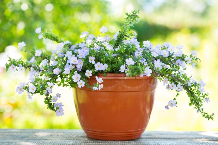Bay-containers-section-bacopa