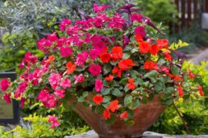 Bay-containers-section-impatiens