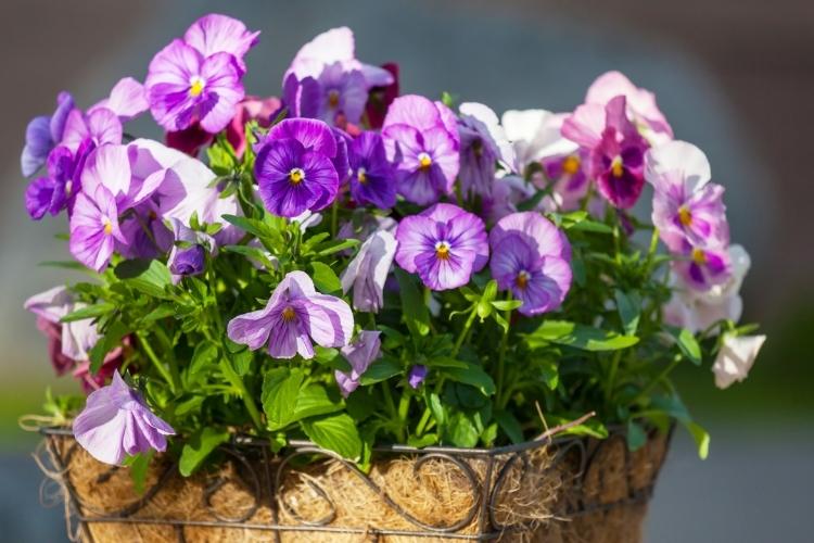 Bay-containers-section-pansies