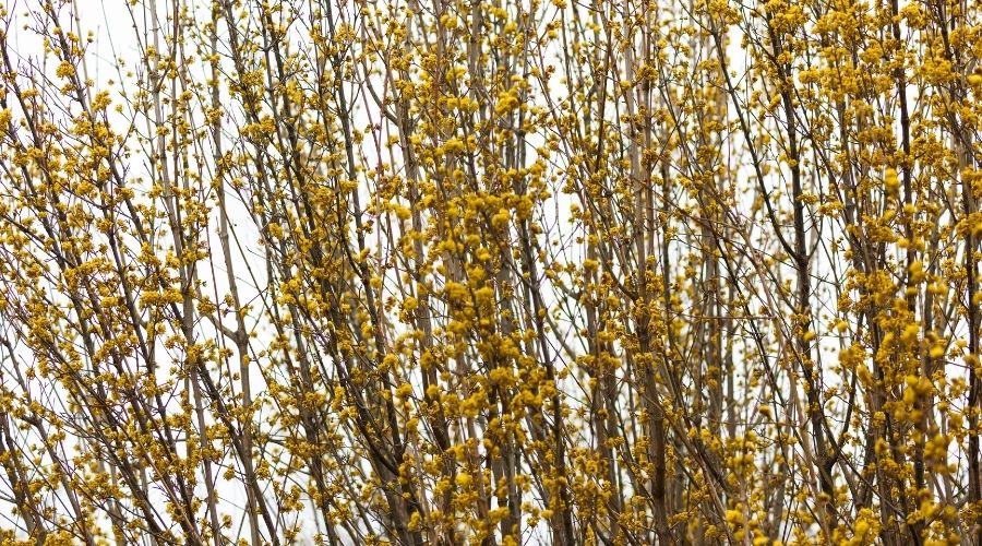 Yellow flowers on forsythia plants are often the first to bloom each spring.