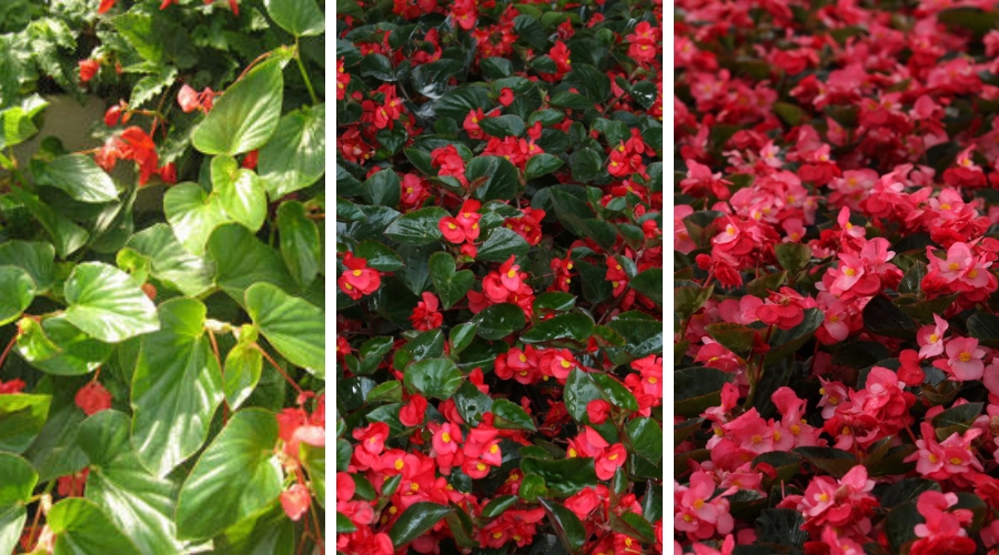 Begonia Dragonwing red, Surefire Red, Surefire Rose