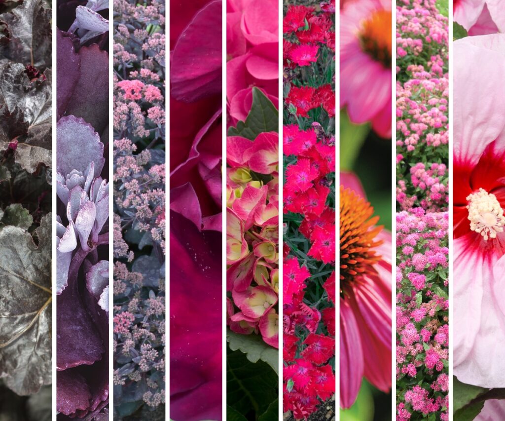 A variety of perennials available from Bay Landscaping in Michigan that have a pink, purple, or magenta color.