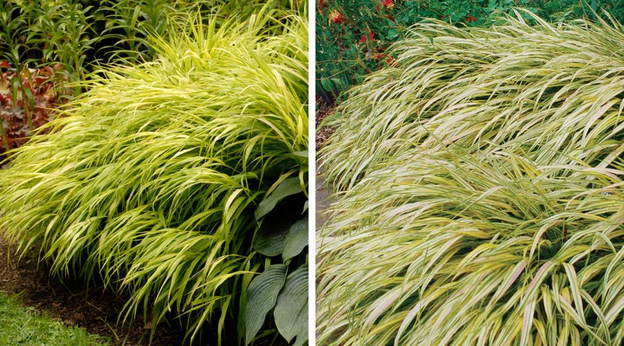 Japanese Forest Grass - All Gold and Aureloa.