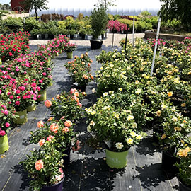 yellow, orange, pink and red roses in pots at Bay Landscaping in Essexville, MI