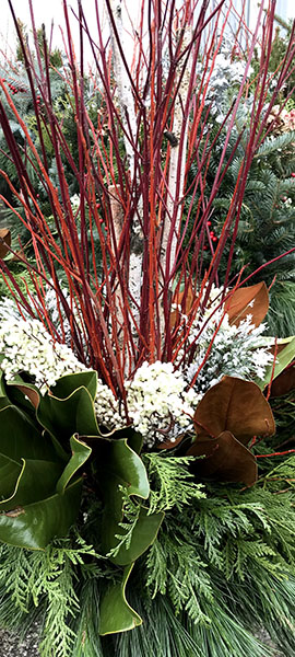 redtwig dogwood, magnolia leaves, and evergreen fronds in a christmas container by Bay Landscaping