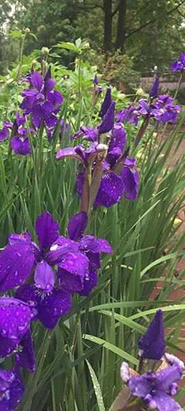 purple irises in a landscape