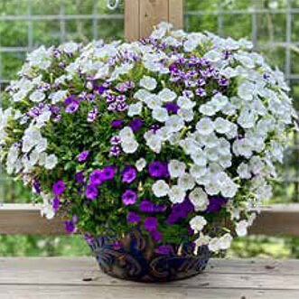 blue AquaPot on a wooden table filled with purple and white petunias