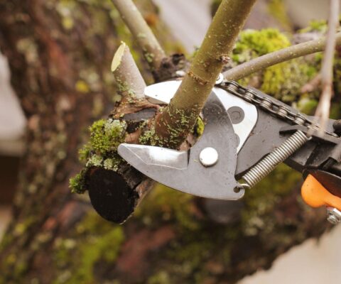 Close-up of a lopper getting ready to prune off a smaller tree branch.