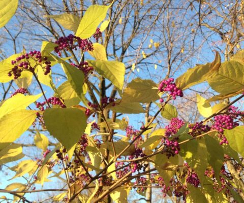 A beautyberry shrub in fall with purple berries and yellowish leaves.