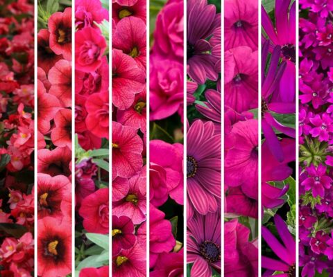 9 photos of red, pink, and magenta annual flowers that are close in color to the 2023 Pantone color of the year, Viva Magenta.
