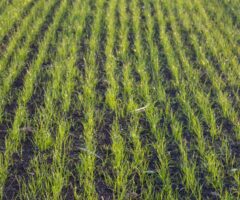 Successful grass seed germination showing the characteristic row pattern from professional slit seeding equipment and demonstrating the effectiveness of fall seeding practices.