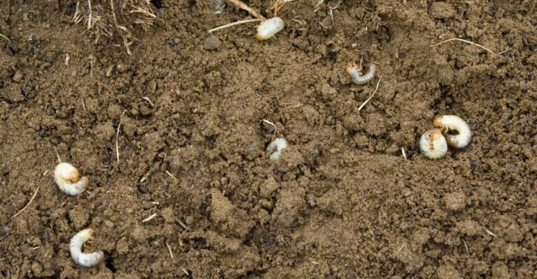 white grubs in soil