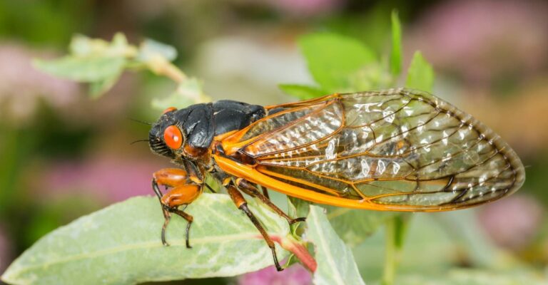 Brood X cicada on a leaf