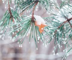 Pine tree branch dusted with snow during Great Lakes Bay area’s first winter freeze.