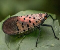 Close-up of an adult spotted lanternfly perched on a green leaf, showing its distinctive grey-brown forewings with black spots.