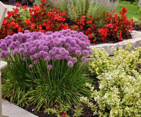 Groups of colorful annuals and perennials in a Michigan garden