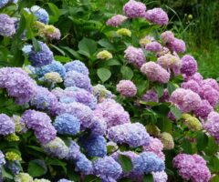 Hydrangea bush with vibrant blue, purple, and pink clusters of flowers in a Bay City, MI yard.