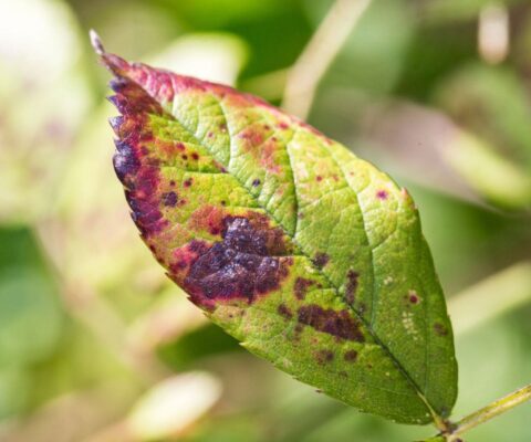 Spots and browning on a plant or tree leaf.