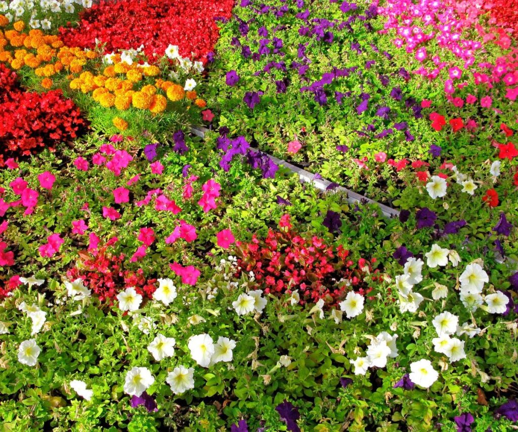 Colorful annuals at a nursery ready for planting.